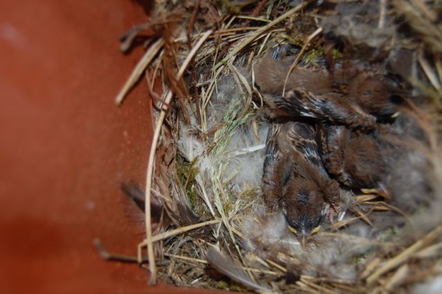 Vögel4
